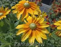 Rudbeckia hirta Praire Sun