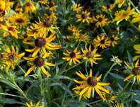 Rudbeckia fulgida Sun Ka Ching