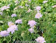 Scabiosa columbaria Flutter Deep Blue