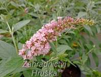 komule - Buddleja davidii 'Pink Panter'