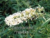 komule - Buddleja davidii 'Nanho White'