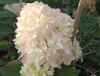 hortenzie - Hydrangea paniculata 'Petite Flory'