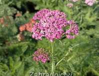 Achillea milefilium Kirchkonigin